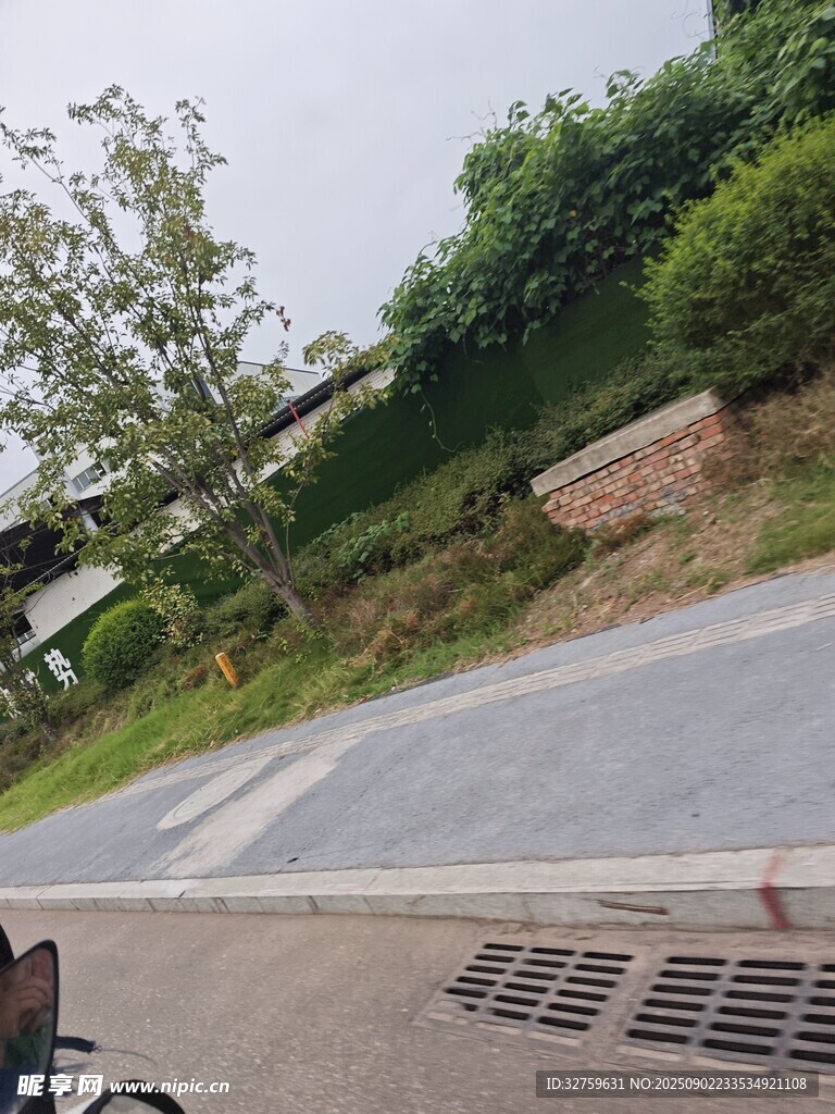 戶外道路旁的綠植景觀