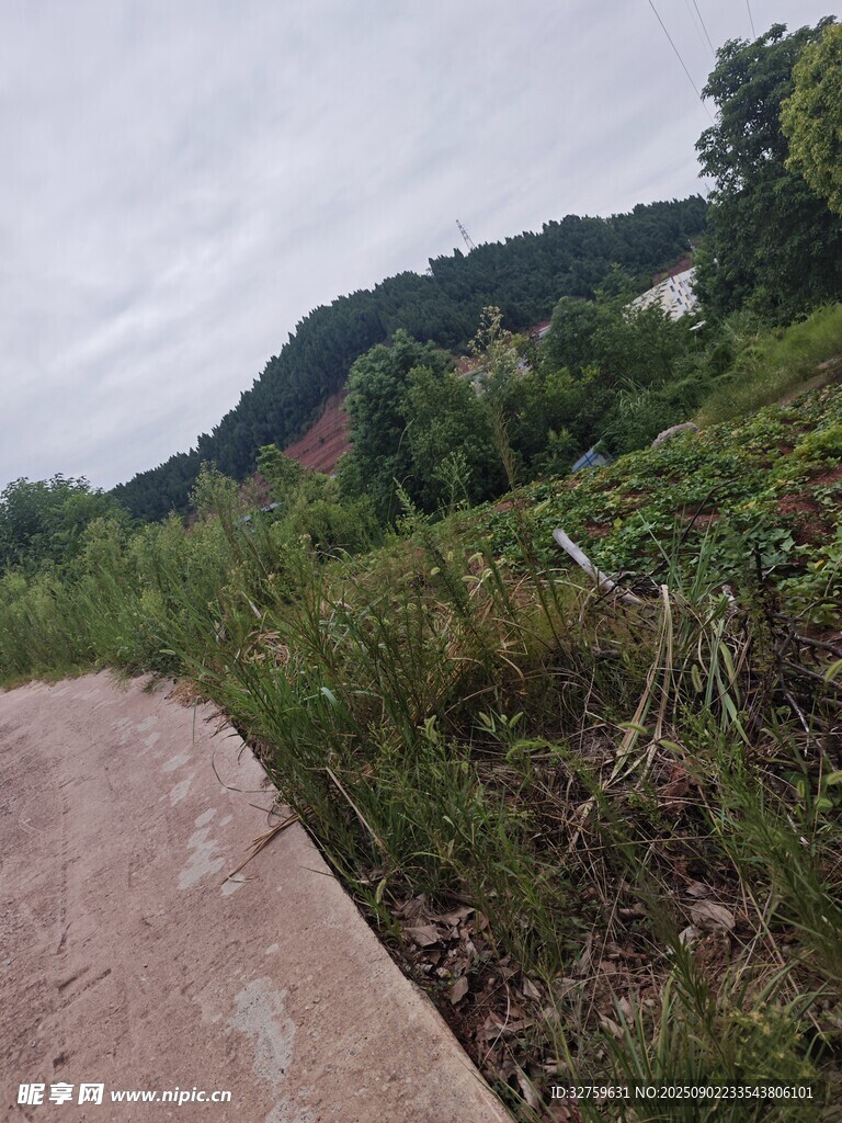 山間小徑旁的繁茂植被