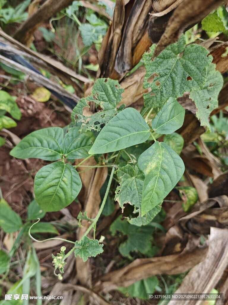嫩綠植物生長于雜亂環(huán)境