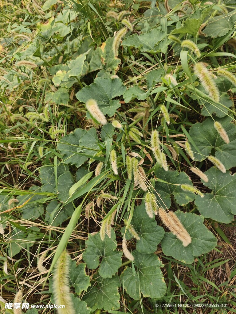 生長中的綠色三葉草植物