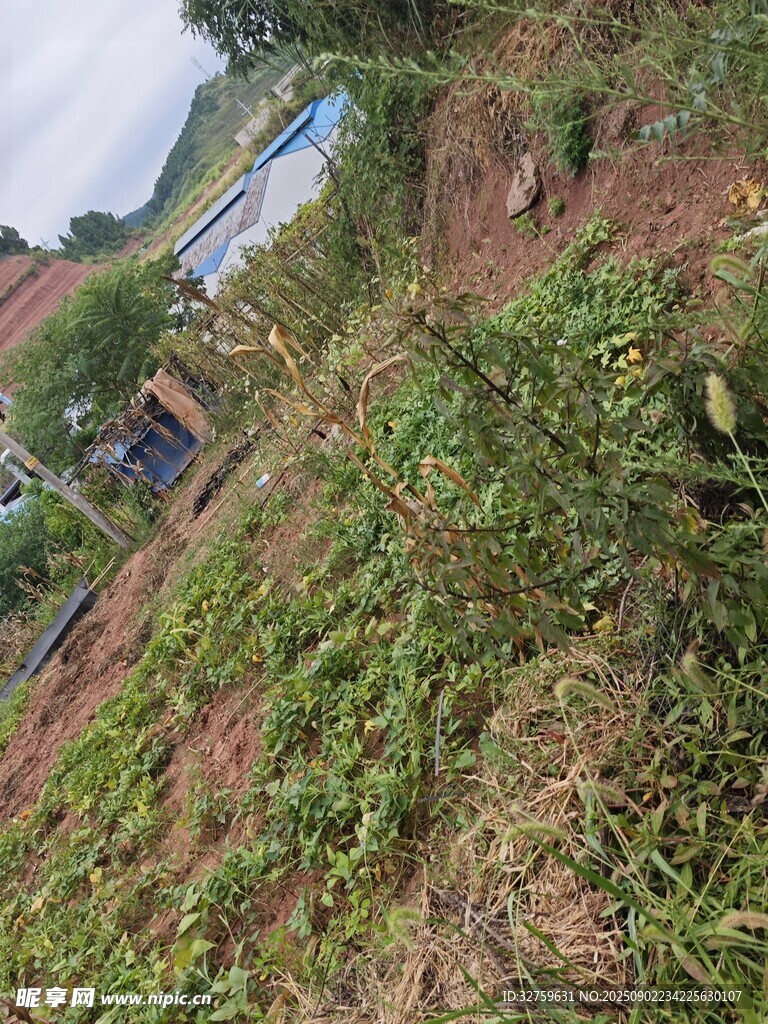 山坡上的繁茂綠植
