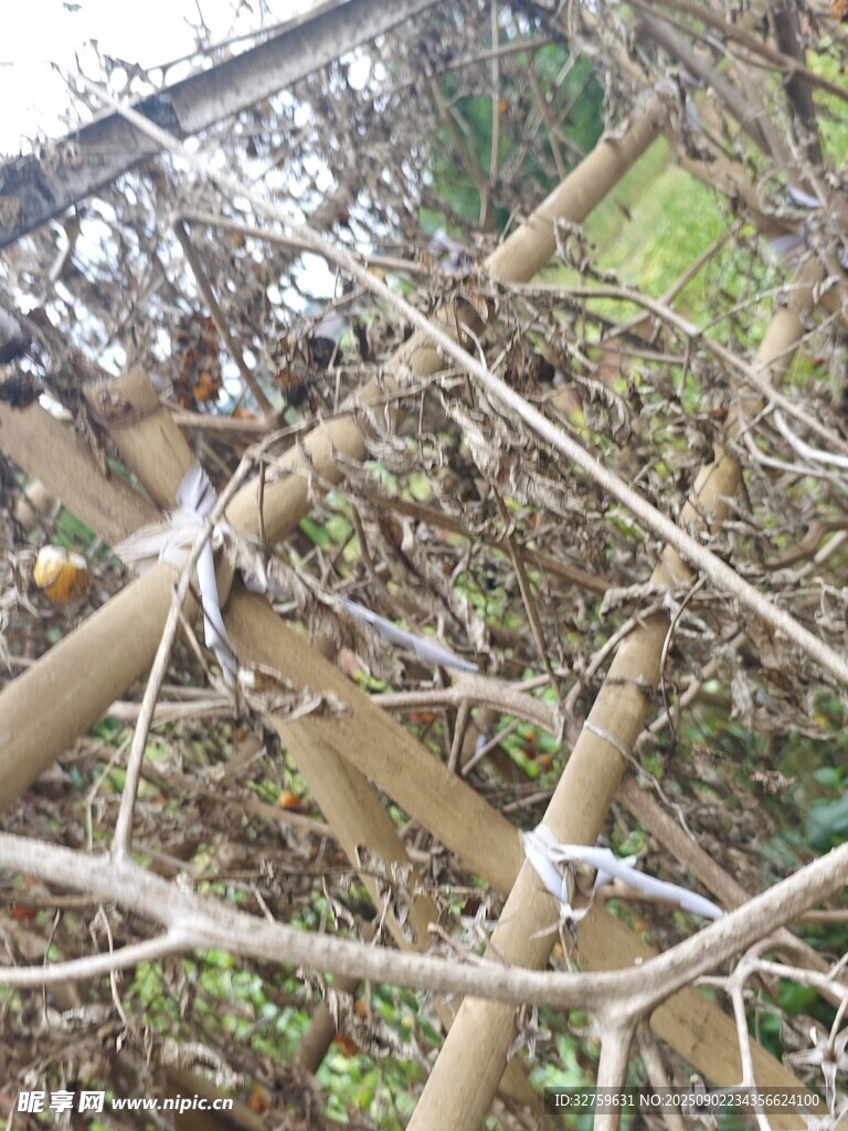 帶刺鐵絲網(wǎng)纏繞在樹(shù)枝上