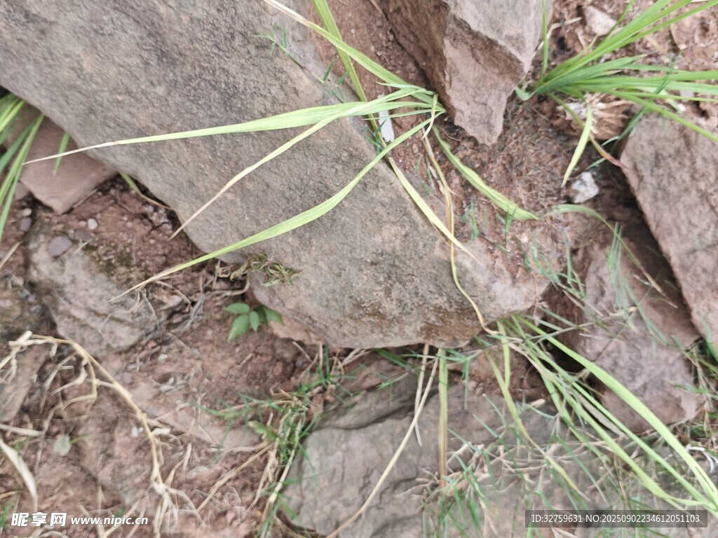 巖石間生長的嫩綠小草