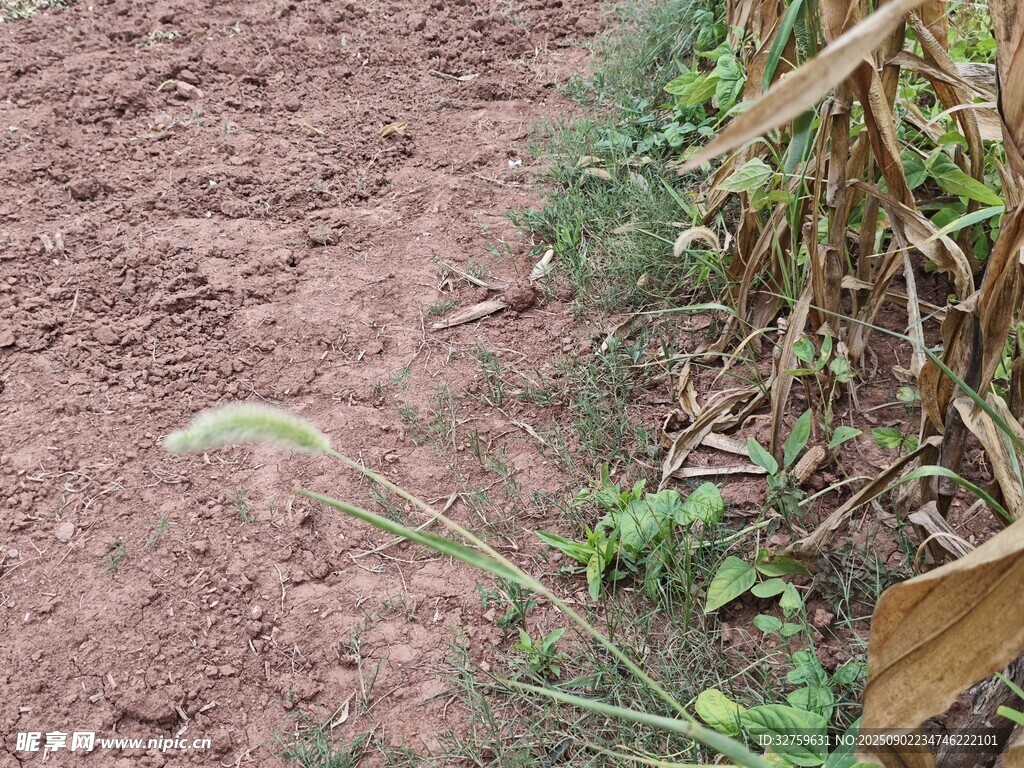 田間土路旁的綠色植物