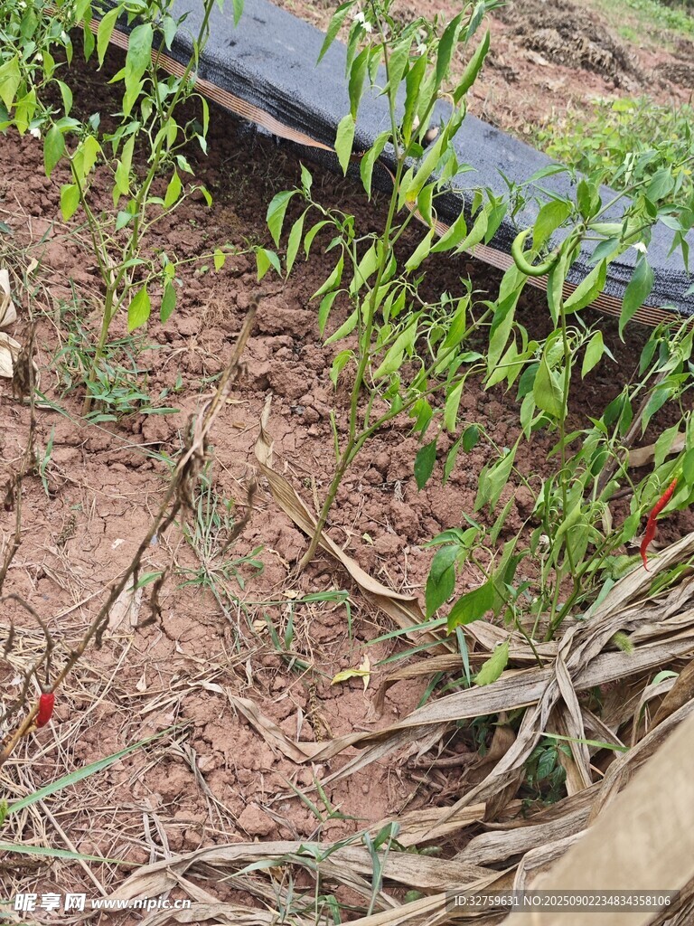 地面新生嫩綠植物露頭