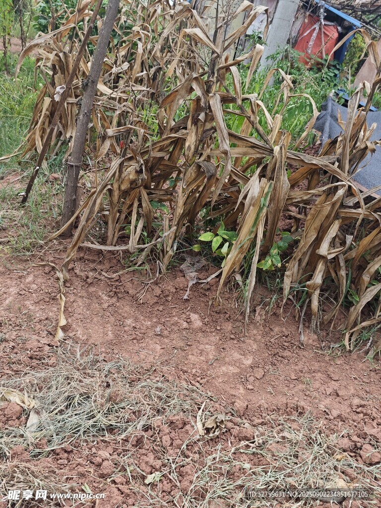 干枯玉米植株 