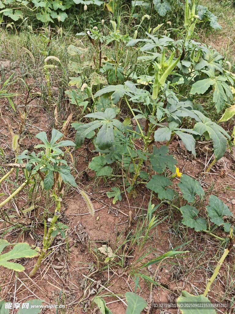 農(nóng)田中的綠色植物景象
