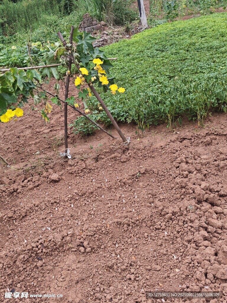 新植幼苗于松軟泥土中