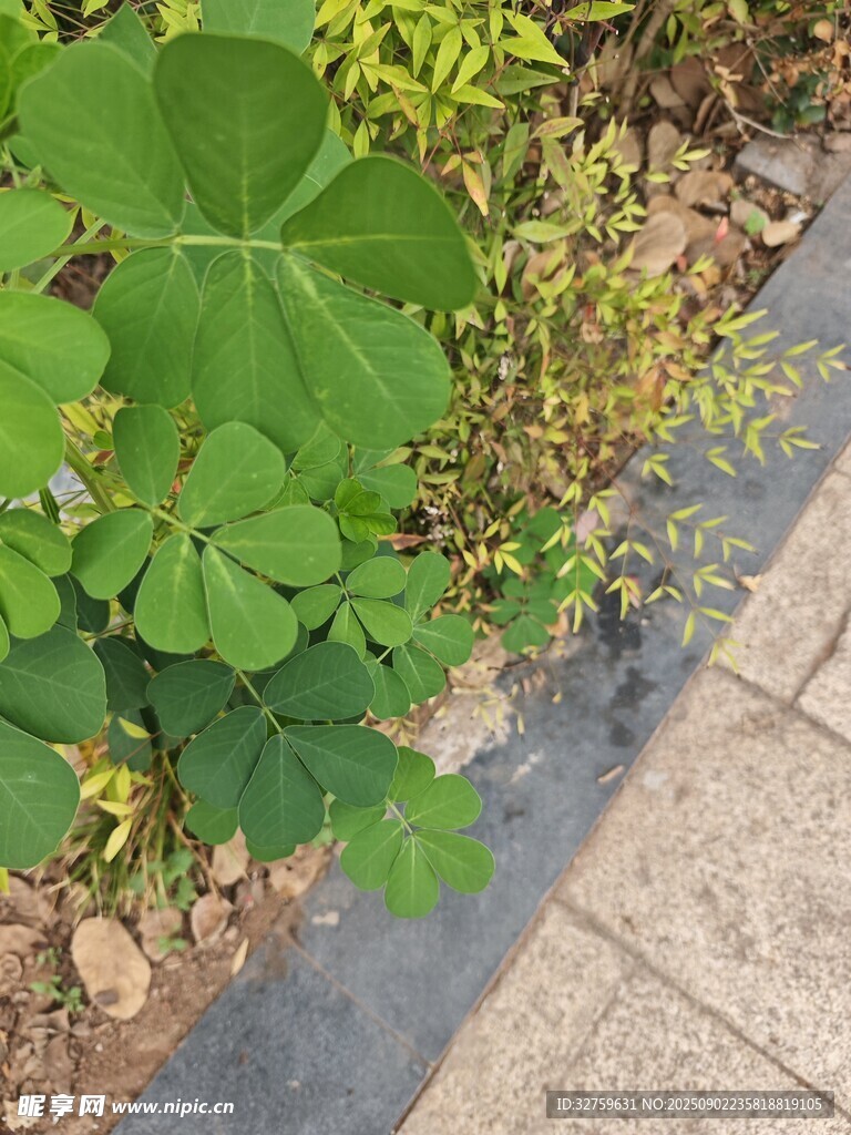 路邊綠植與碎石景觀