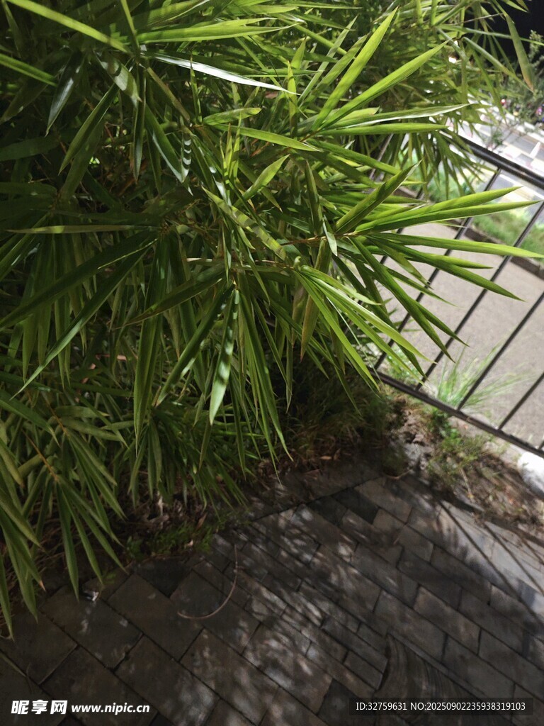 綠葉叢生的角落