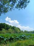 荷塘風(fēng)景