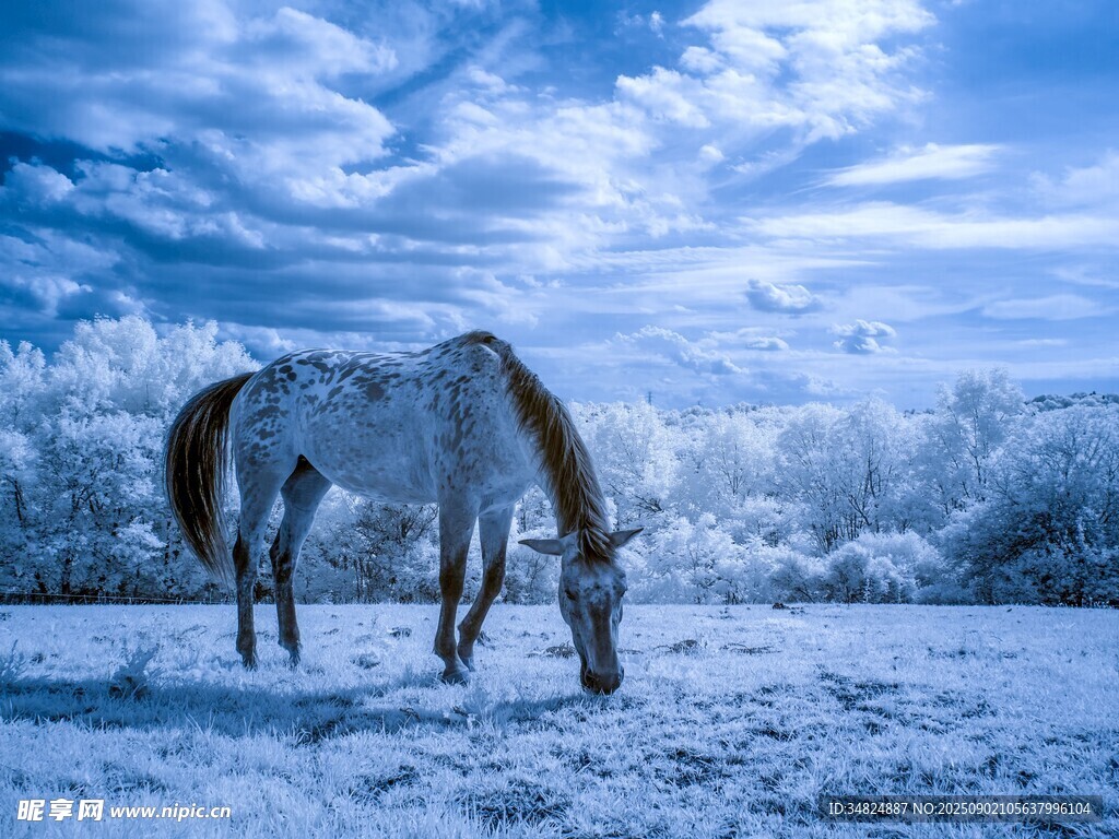 雪地中低頭吃草的白馬