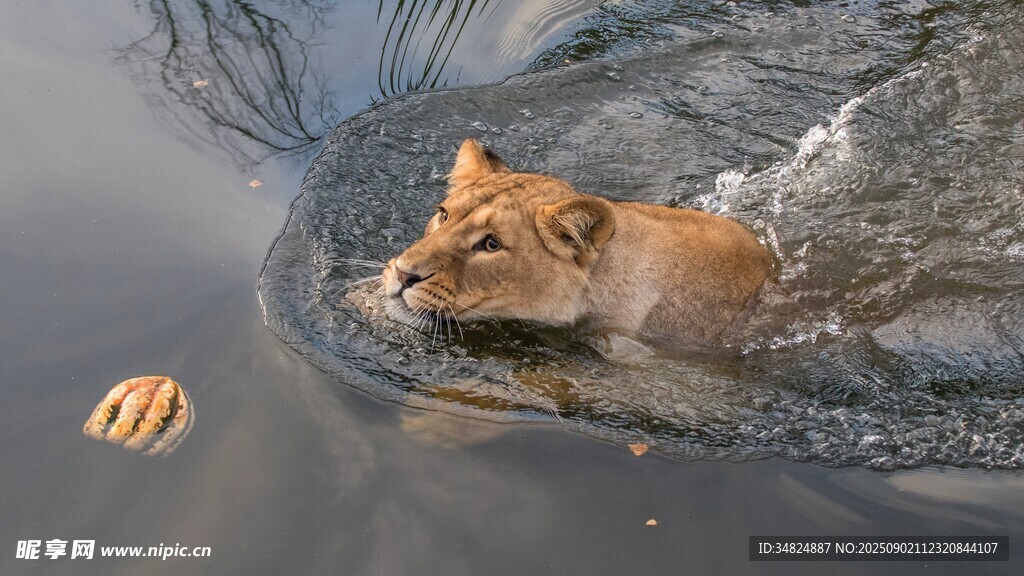 獅子水中追逐漂浮物