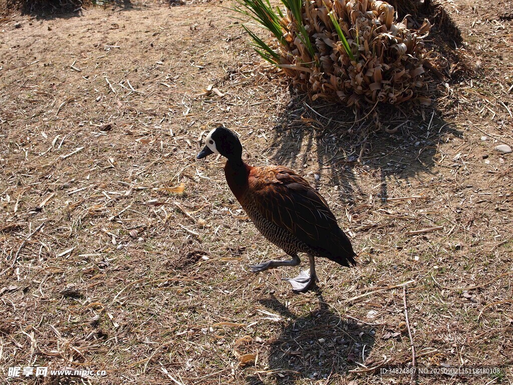 沙地上行走的黑羽水鳥