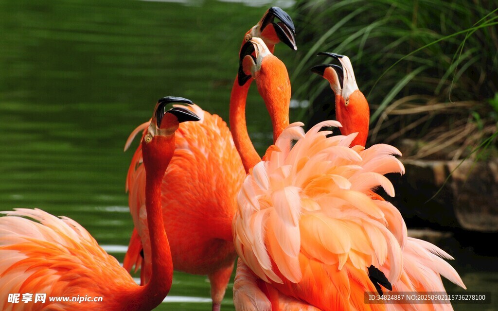優(yōu)雅火烈鳥(niǎo)群于湖畔
