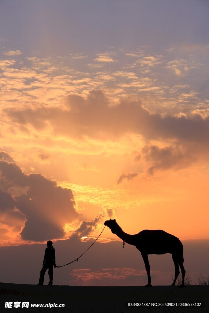 夕陽(yáng)下人與駱駝的剪影