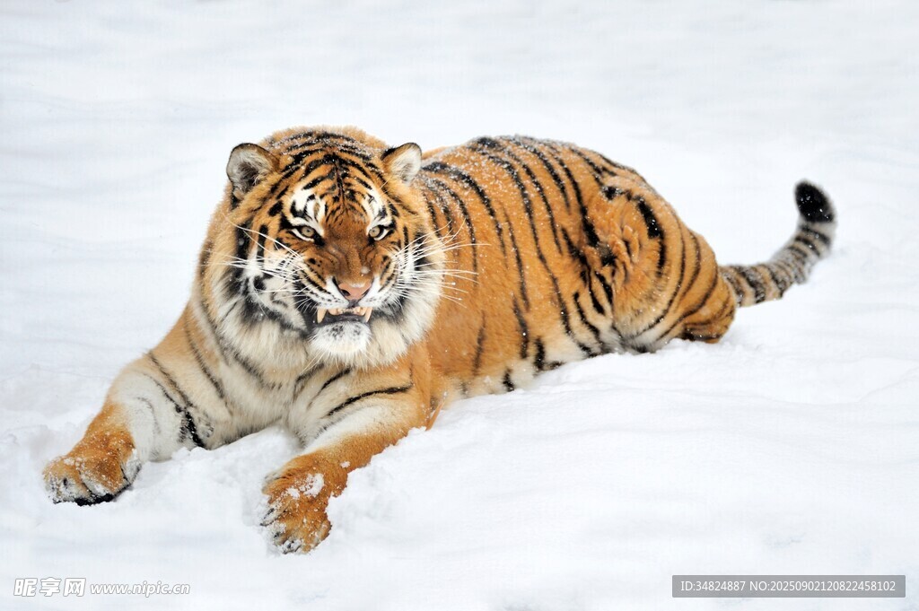 雪地中的威猛老虎