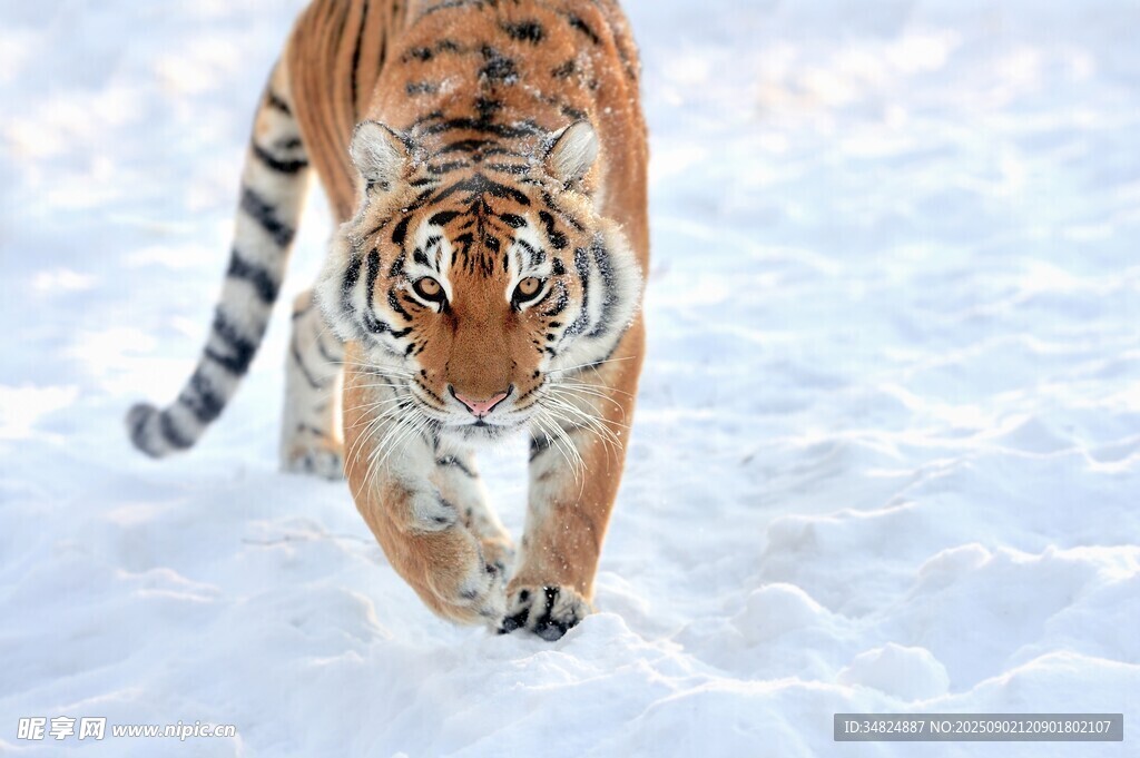 雪地中行走的斑斕猛虎