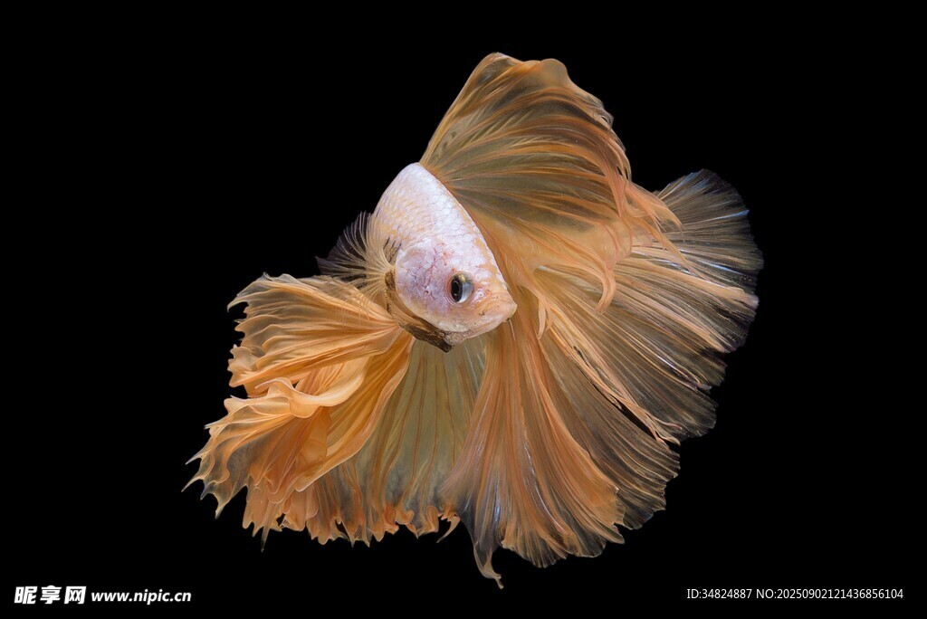 飄逸多姿的橙白斗魚