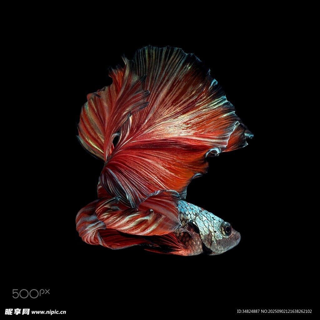 絢麗多姿的暹羅斗魚