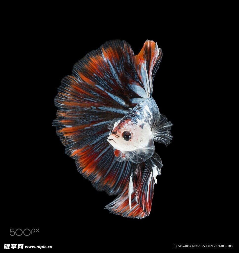 絢麗多姿的斗魚