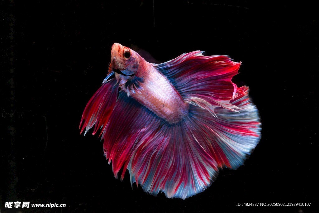 絢麗多彩的斗魚