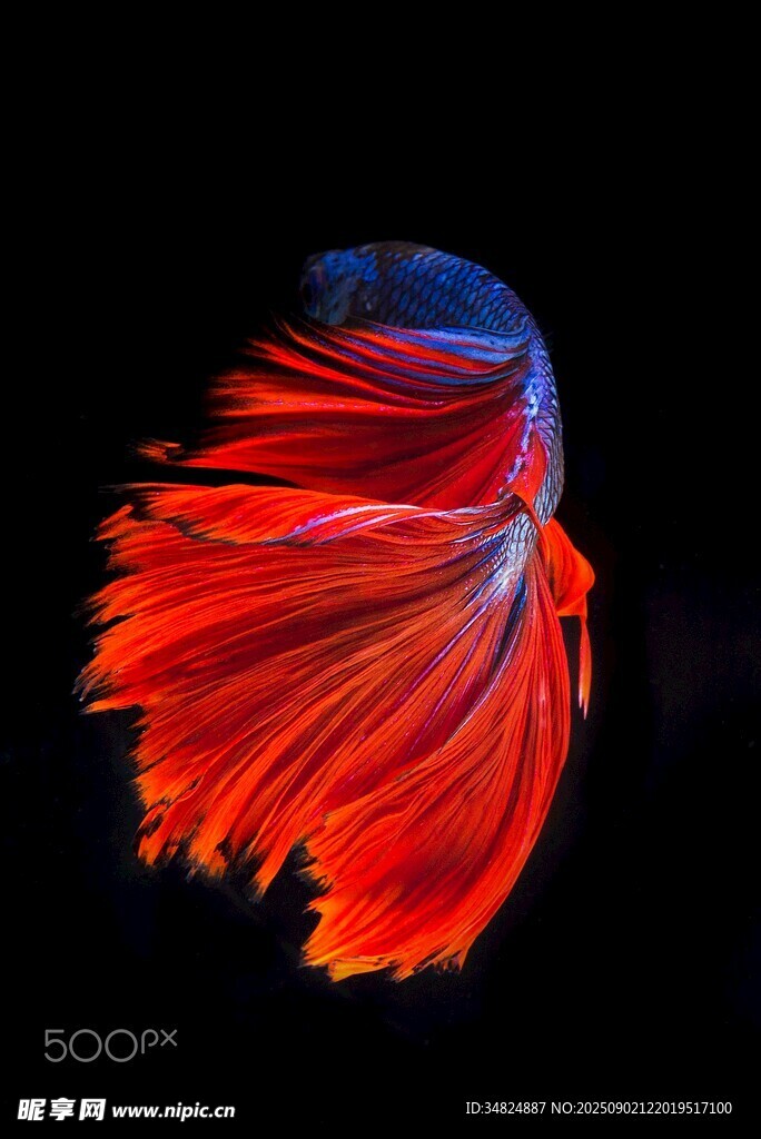 絢麗多姿的暹羅斗魚