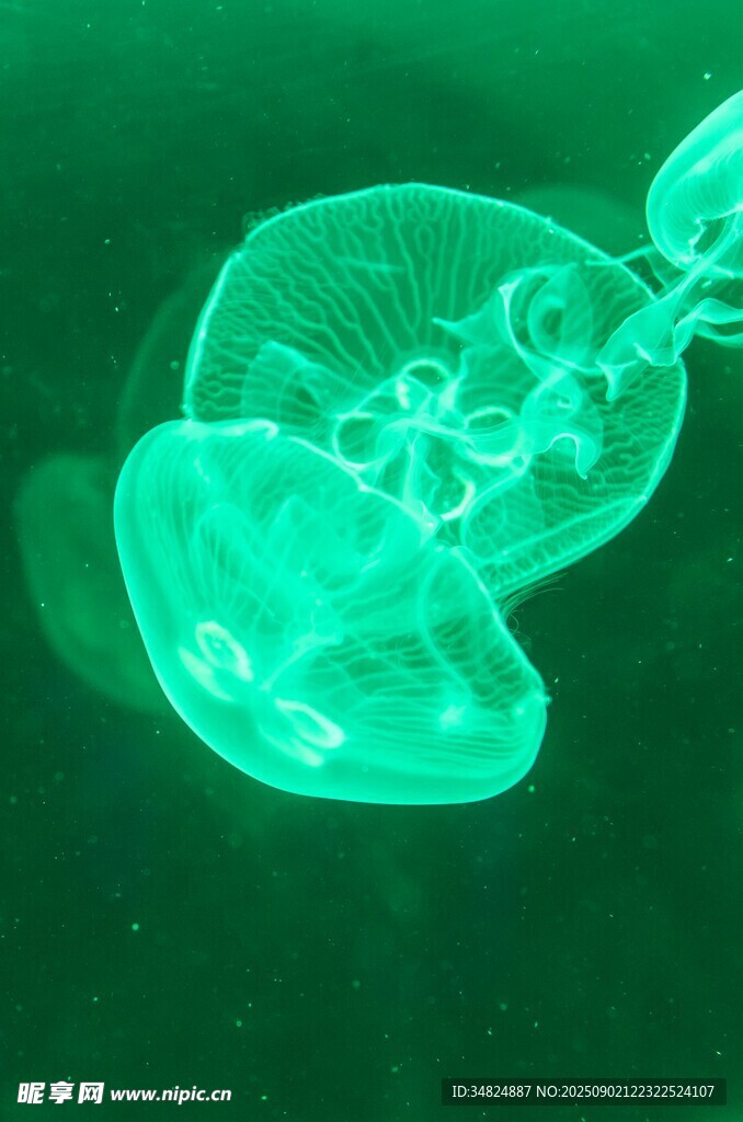 夢幻綠水母在水中搖曳