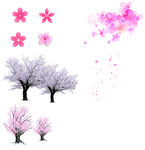 櫻花