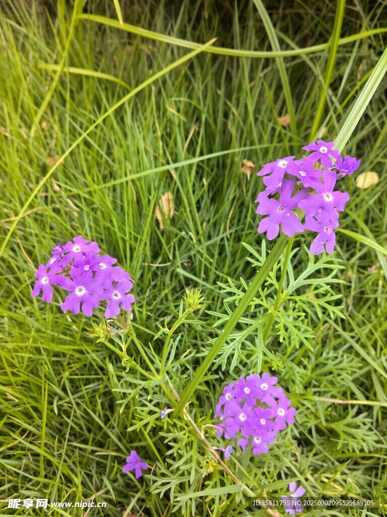 草叢中的紫色小花