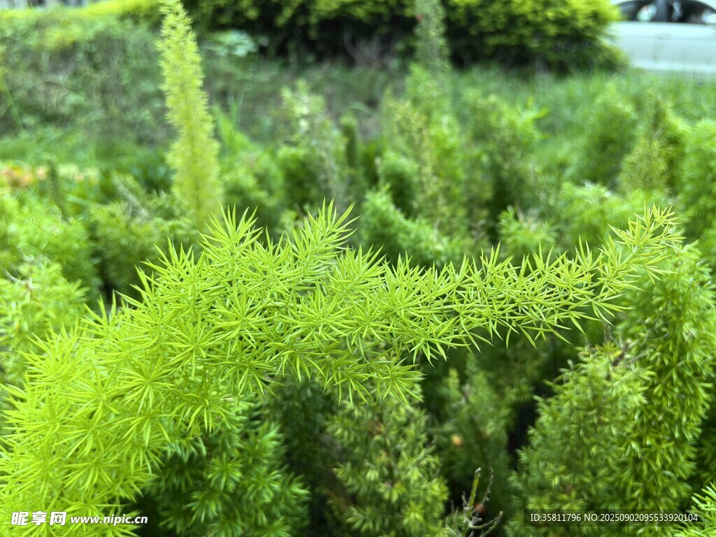 翠綠叢生植物生機勃勃