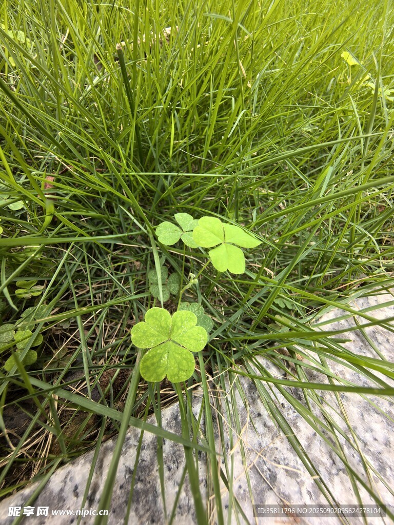 石邊嫩綠三葉草