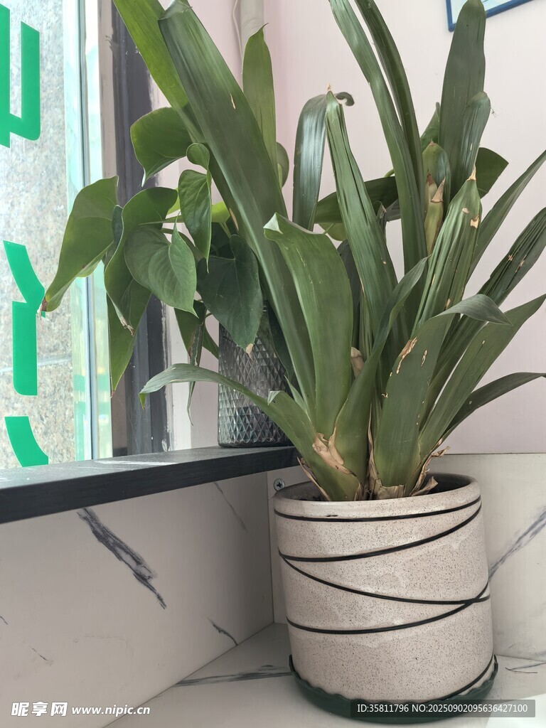 窗邊條紋盆中的綠植