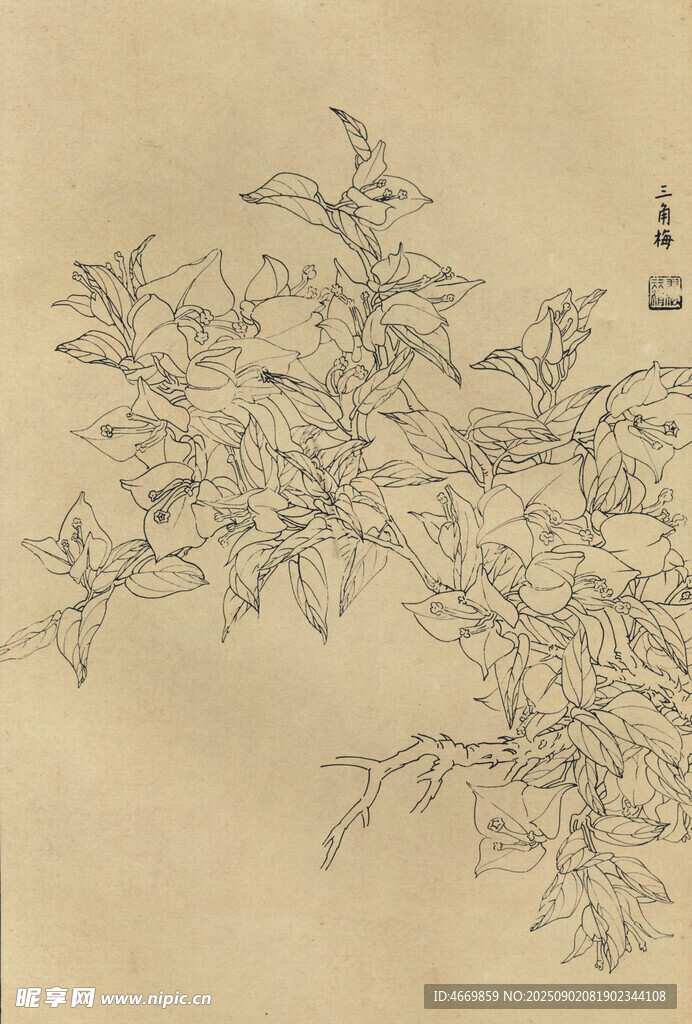 三角梅