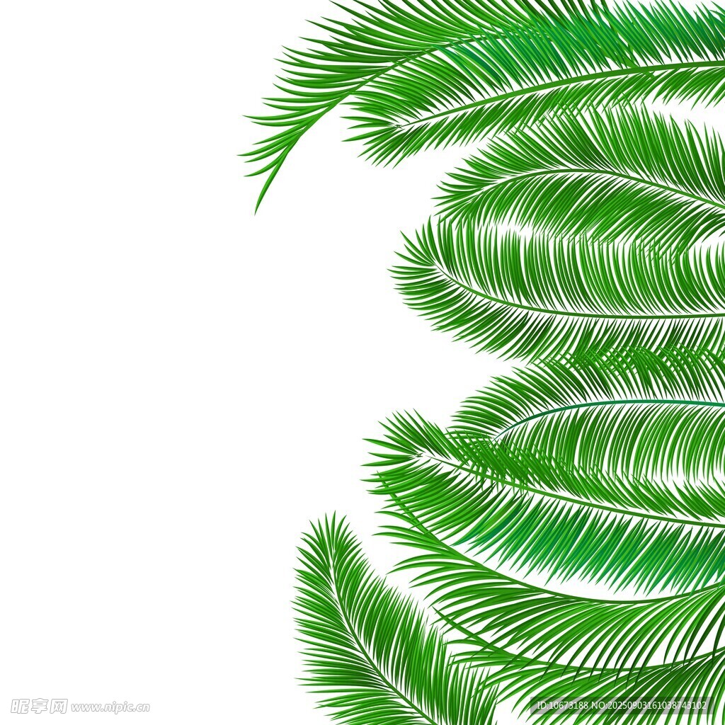 翠綠棕櫚葉