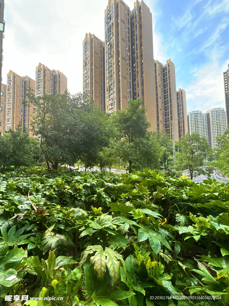 城市綠植與高樓景觀