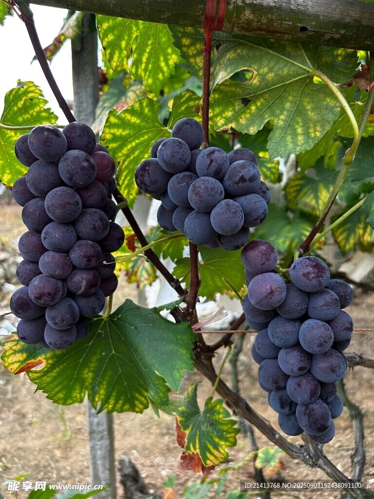 葡萄藤上飽滿紫葡萄