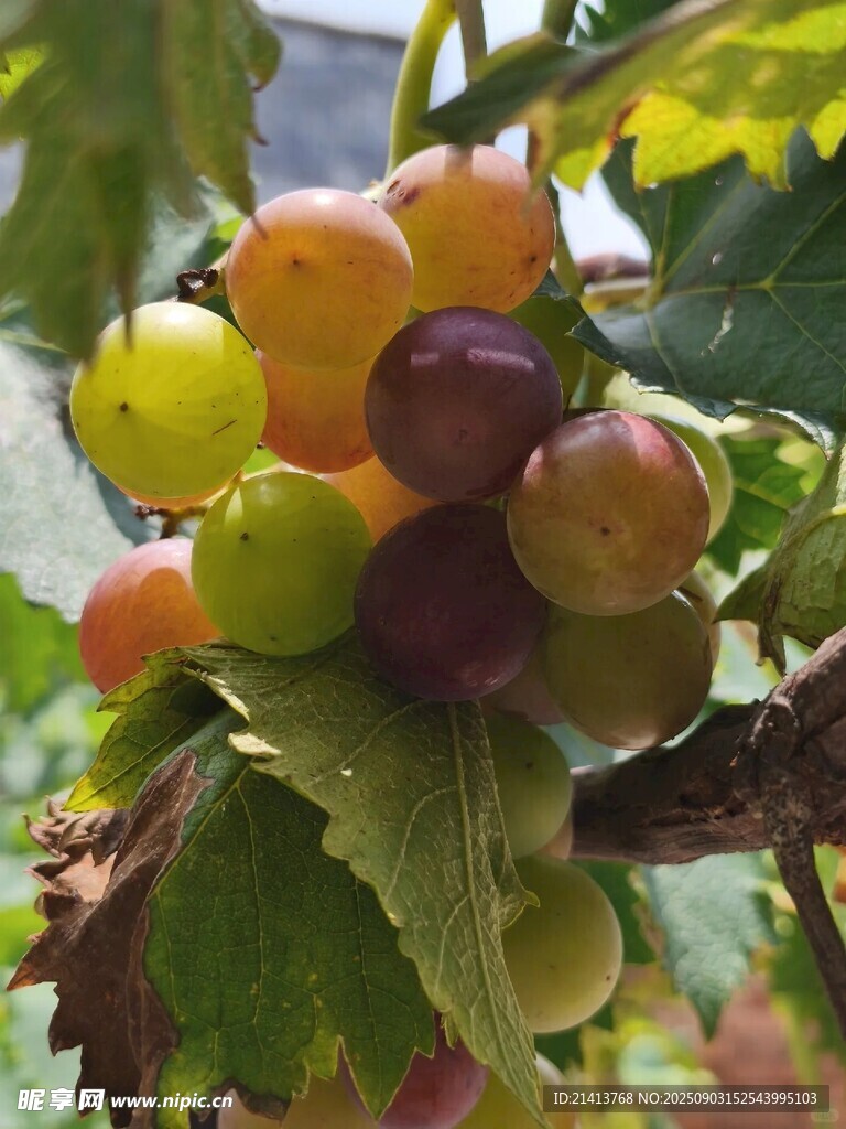 多彩葡萄掛于枝頭