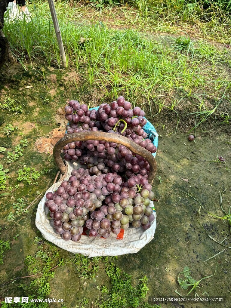 戶外擺放的新鮮紫葡萄