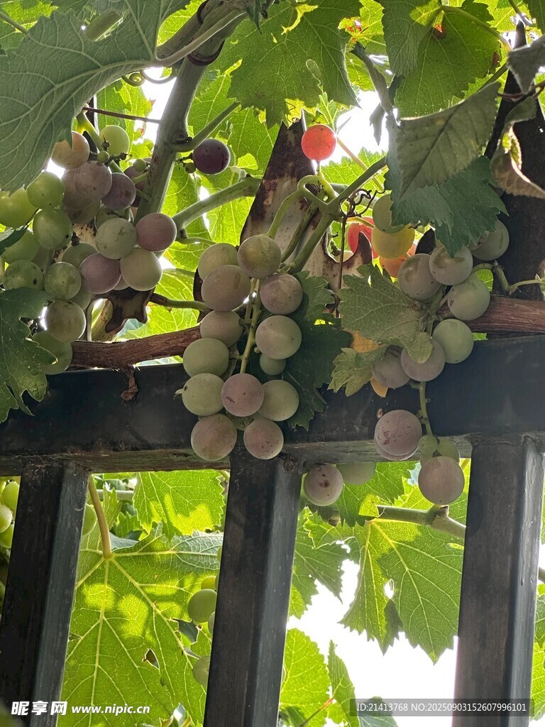 葡萄藤下的清新景致