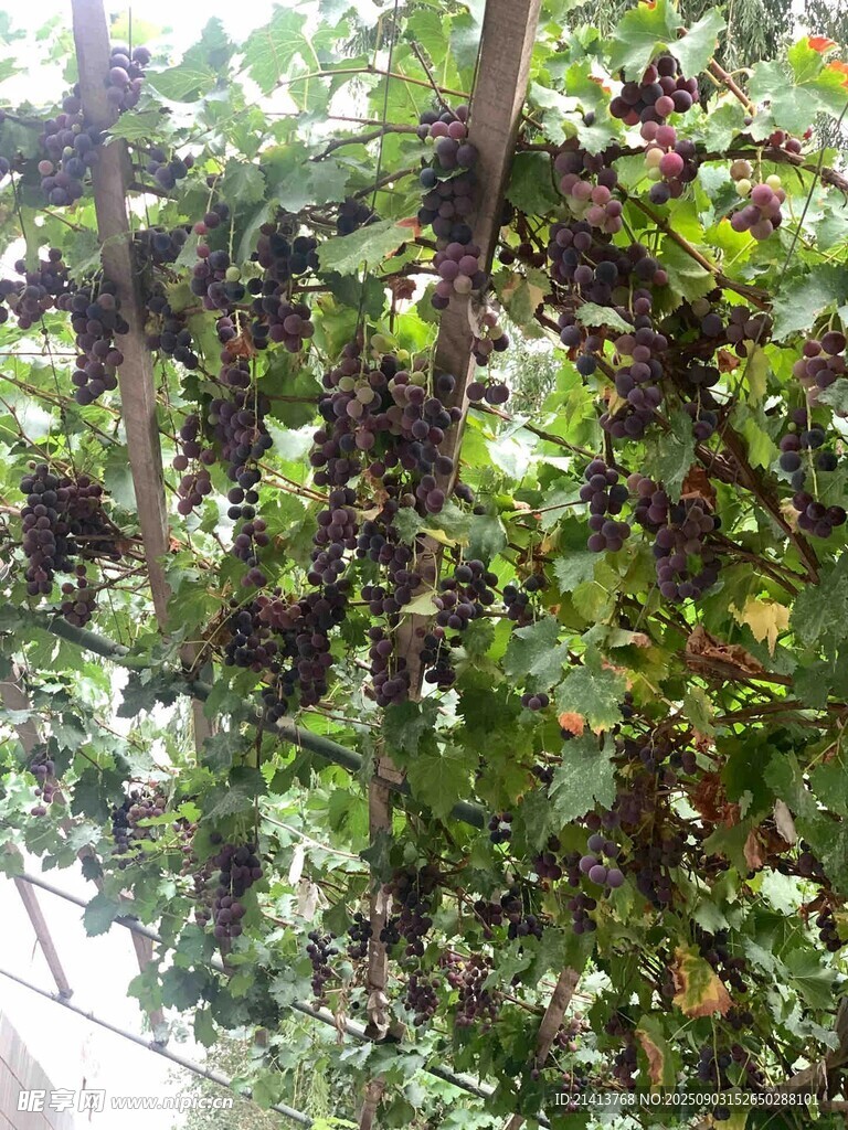 葡萄藤上掛滿成熟紫葡萄