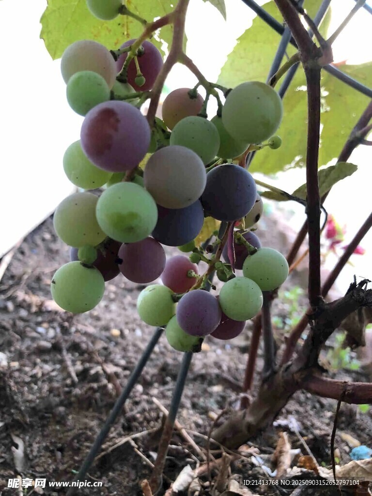 葡萄藤上的多彩葡萄