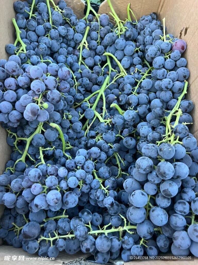 新鮮紫葡萄滿滿一筐