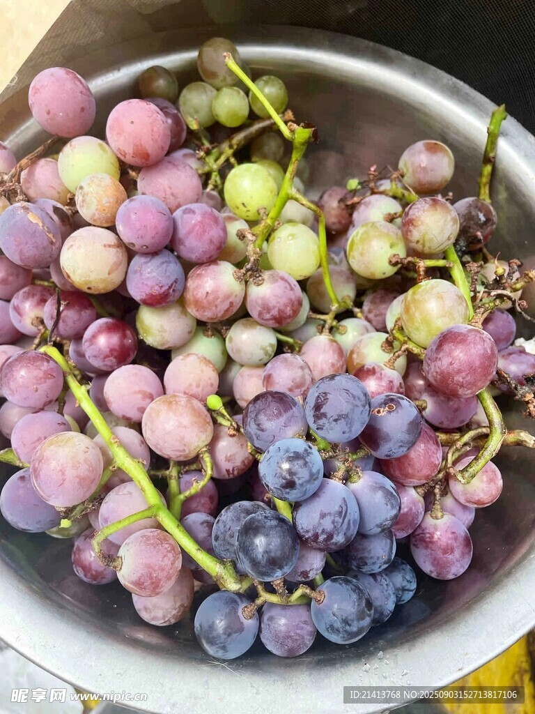 盆中多彩葡萄果實(shí)飽滿