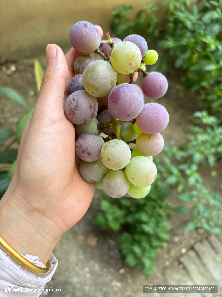 手捧多彩葡萄