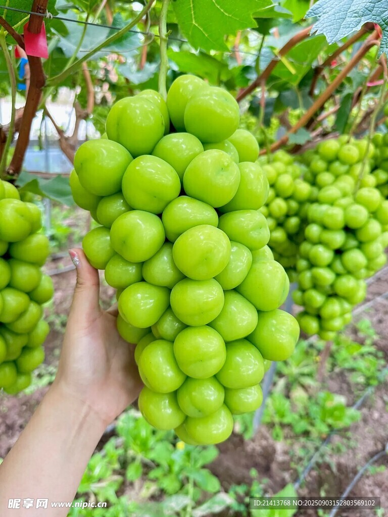手捧飽滿青葡萄