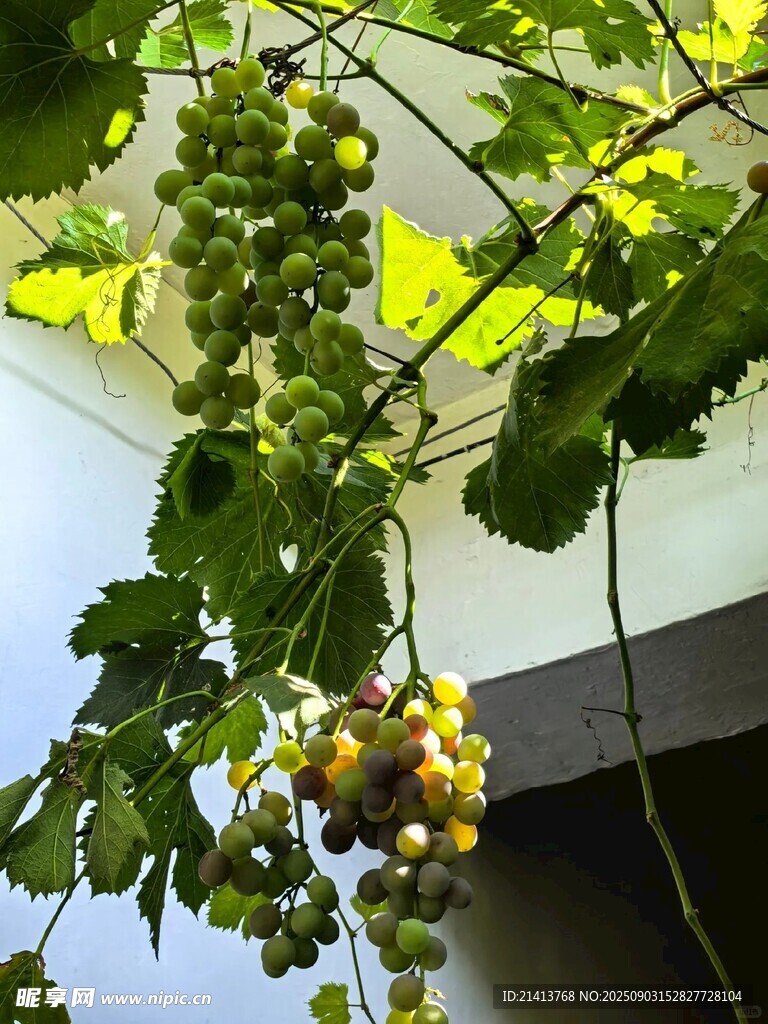 懸掛的多彩小番茄果實(shí)