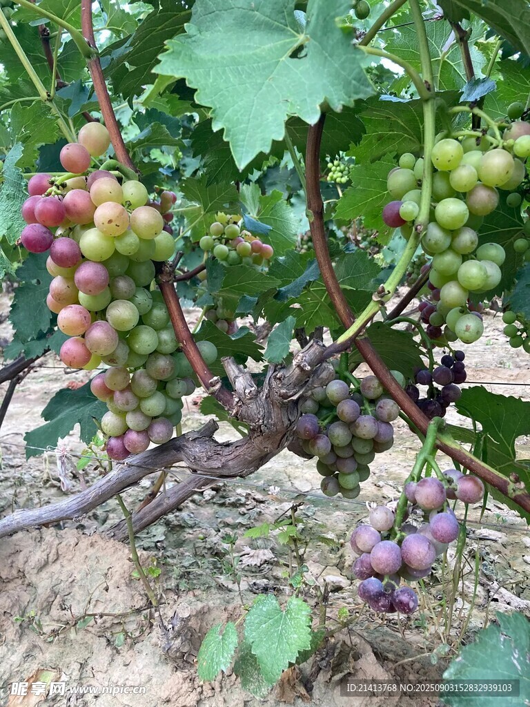 葡萄藤上的多彩葡萄