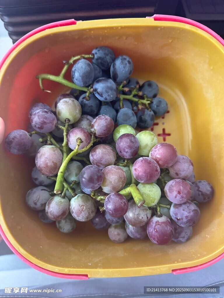 黃盆中紫綠相間的葡萄