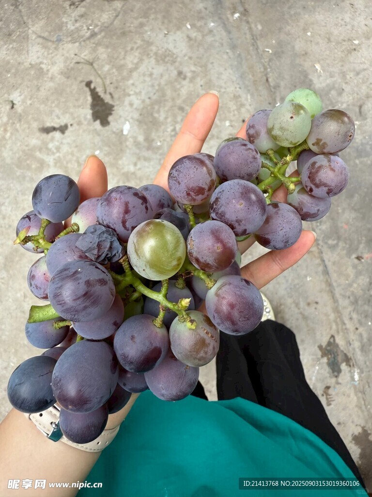 手捧紫綠相間新鮮葡萄